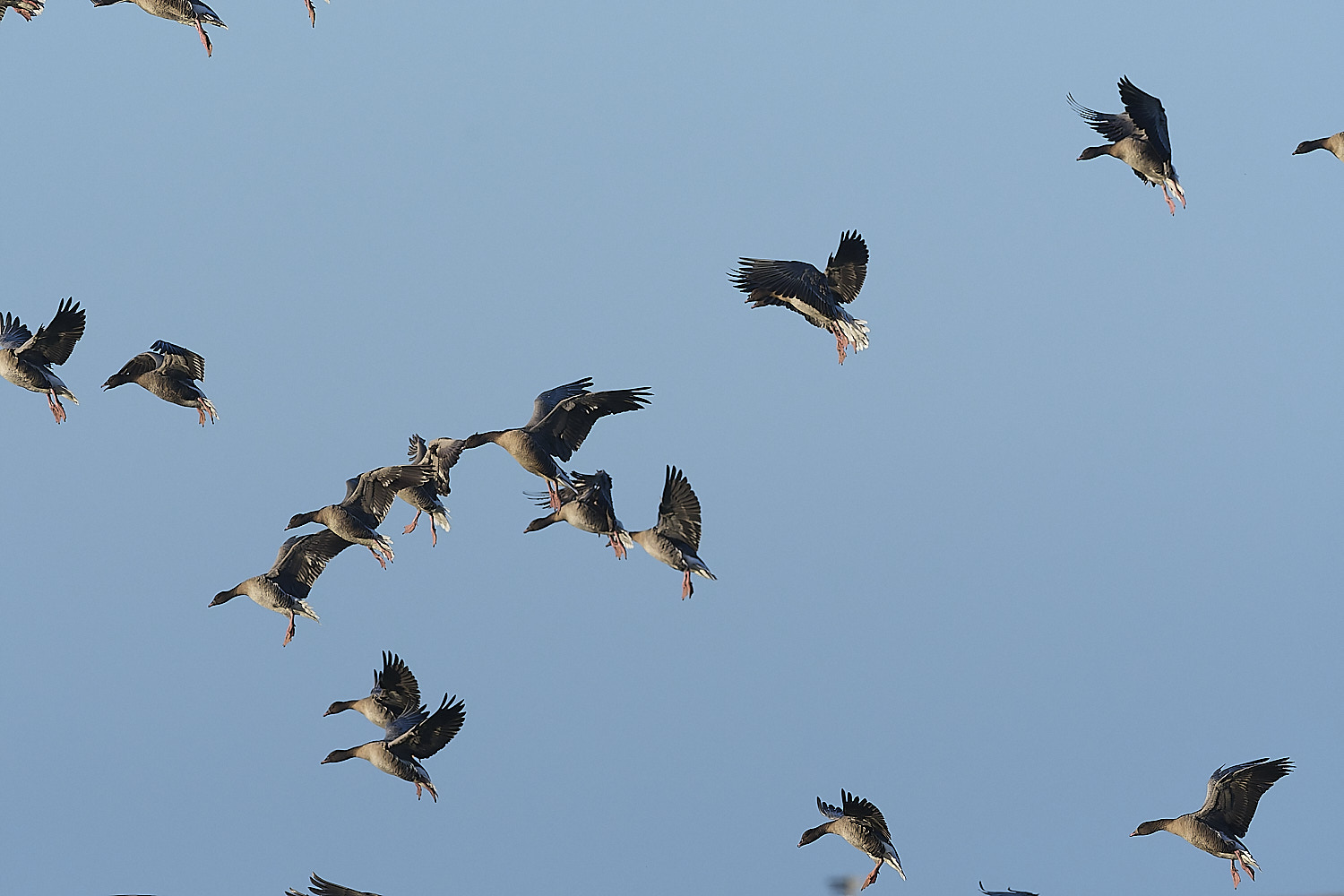 CleyPinkfeet191225-31