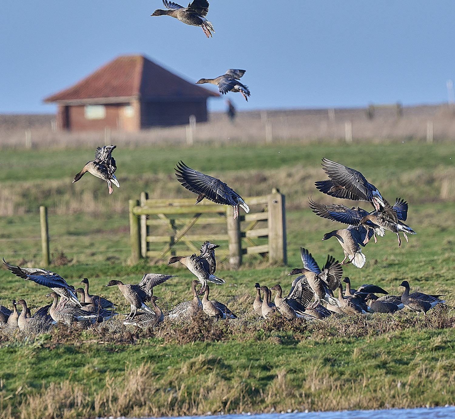 CleyPinkfeet191225-32