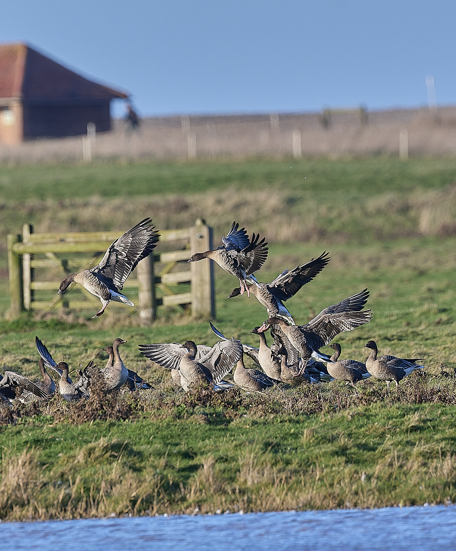 CleyPinkfeet191225-33