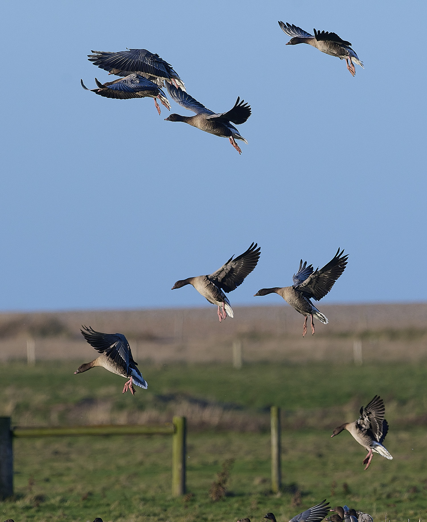 CleyPinkfeet191225-34