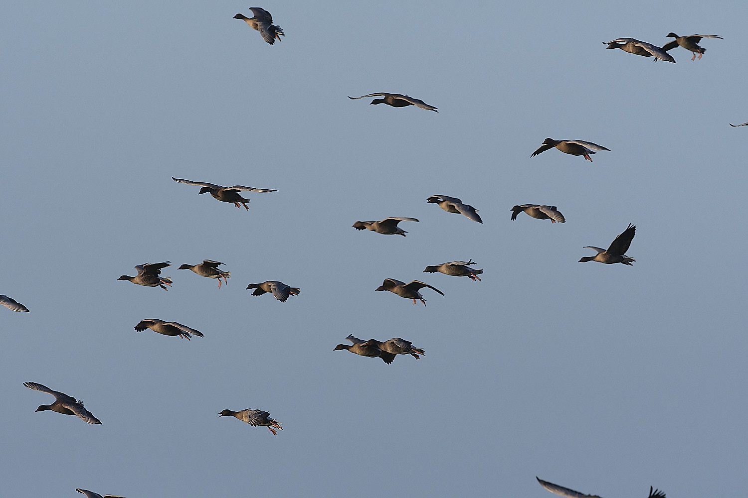 CleyPinkfeet191225-36