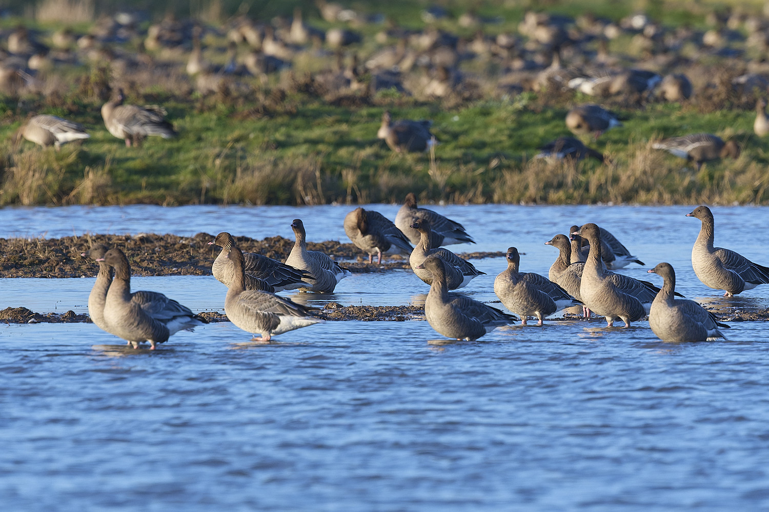 CleyPinkfeet191225-39