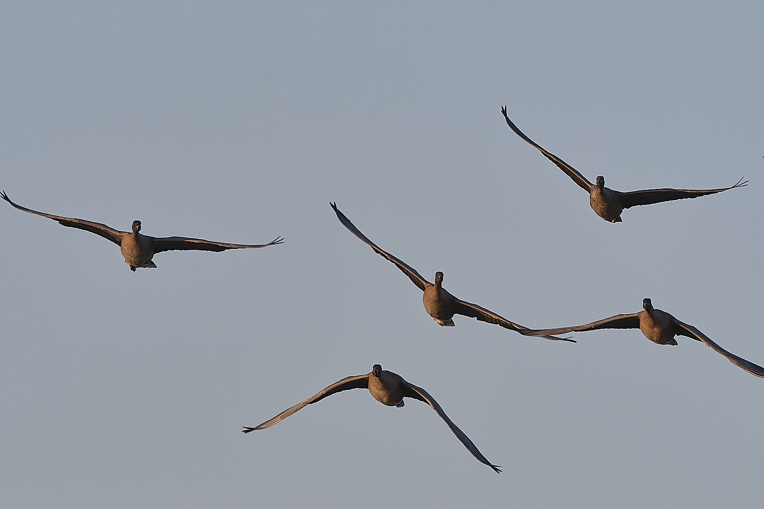 CleyPinkfeet191225-40