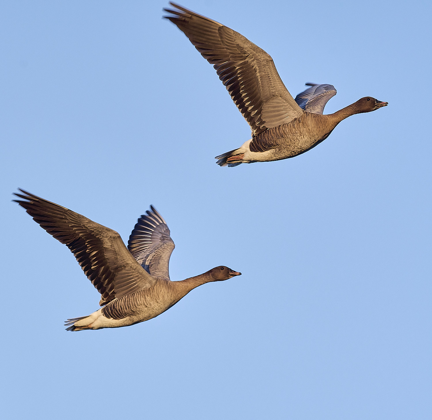 CleyPinkfeet191225-41