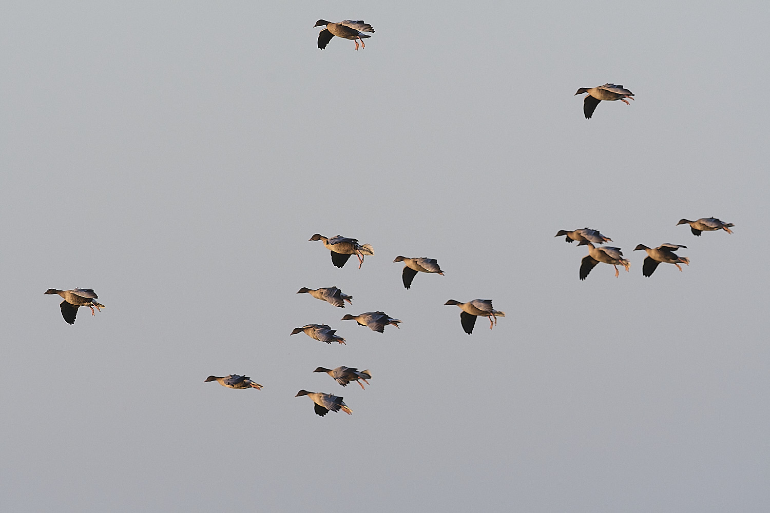 CleyPinkfeet191225-43