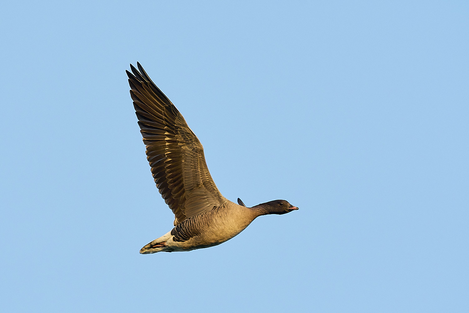 CleyPinkfeet191225-46