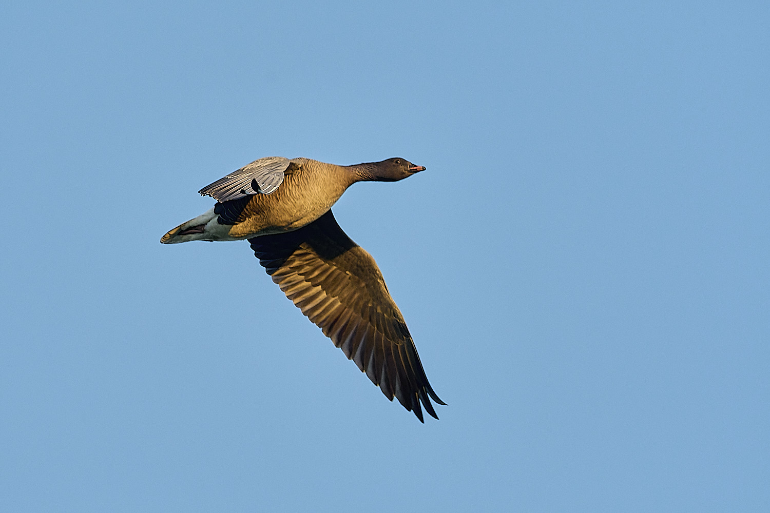 CleyPinkfeet191225-47