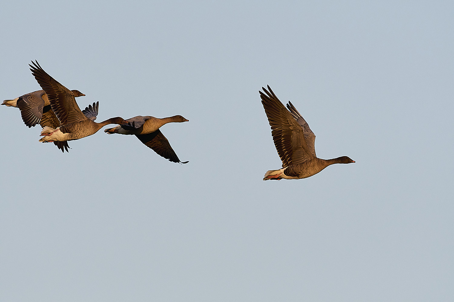 CleyPinkfeet191225-48