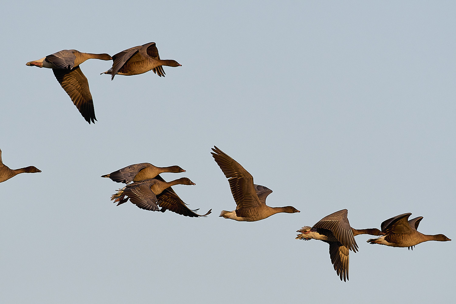 CleyPinkfeet191225-49