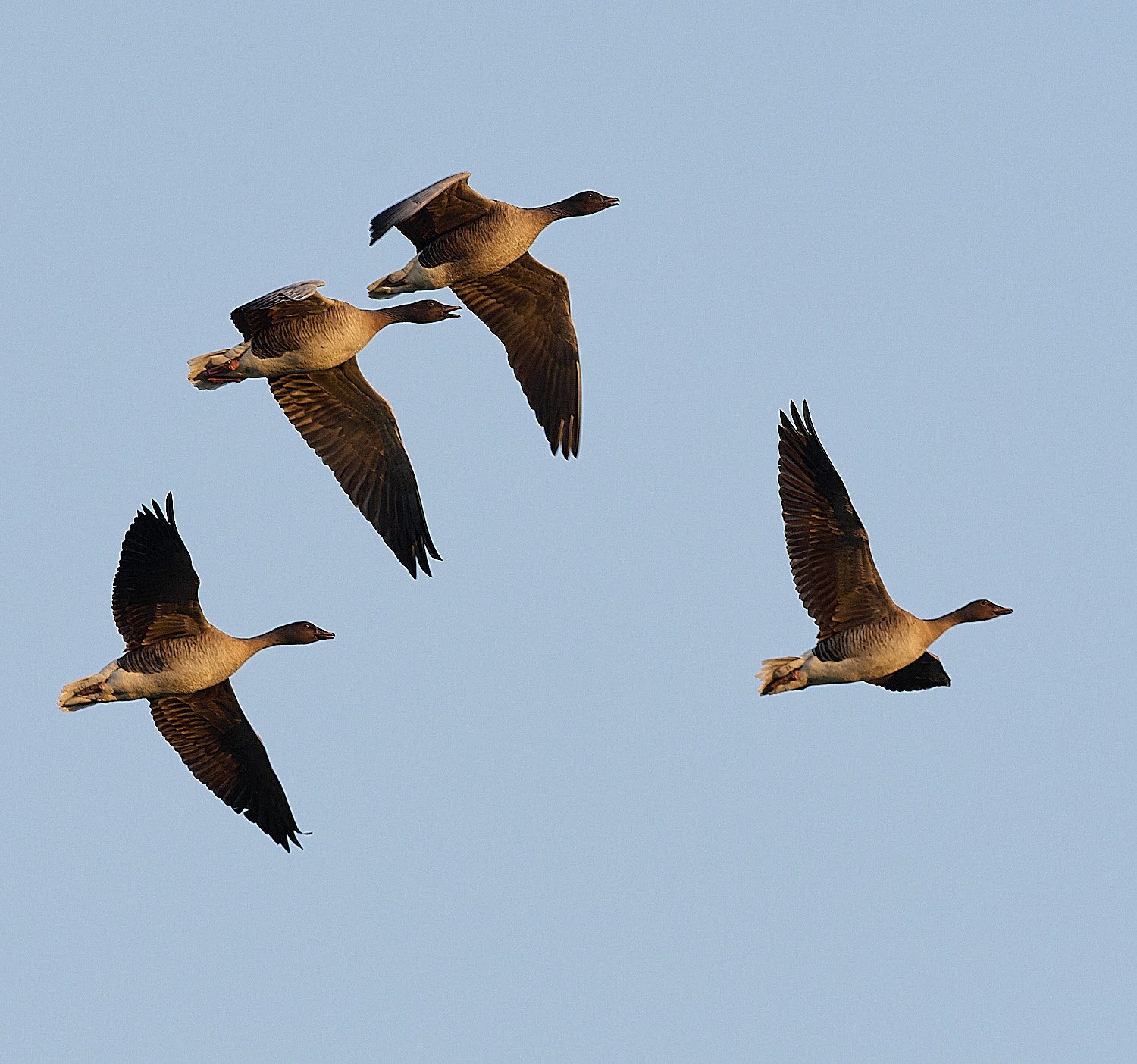 CleyPinkfeet191225-62