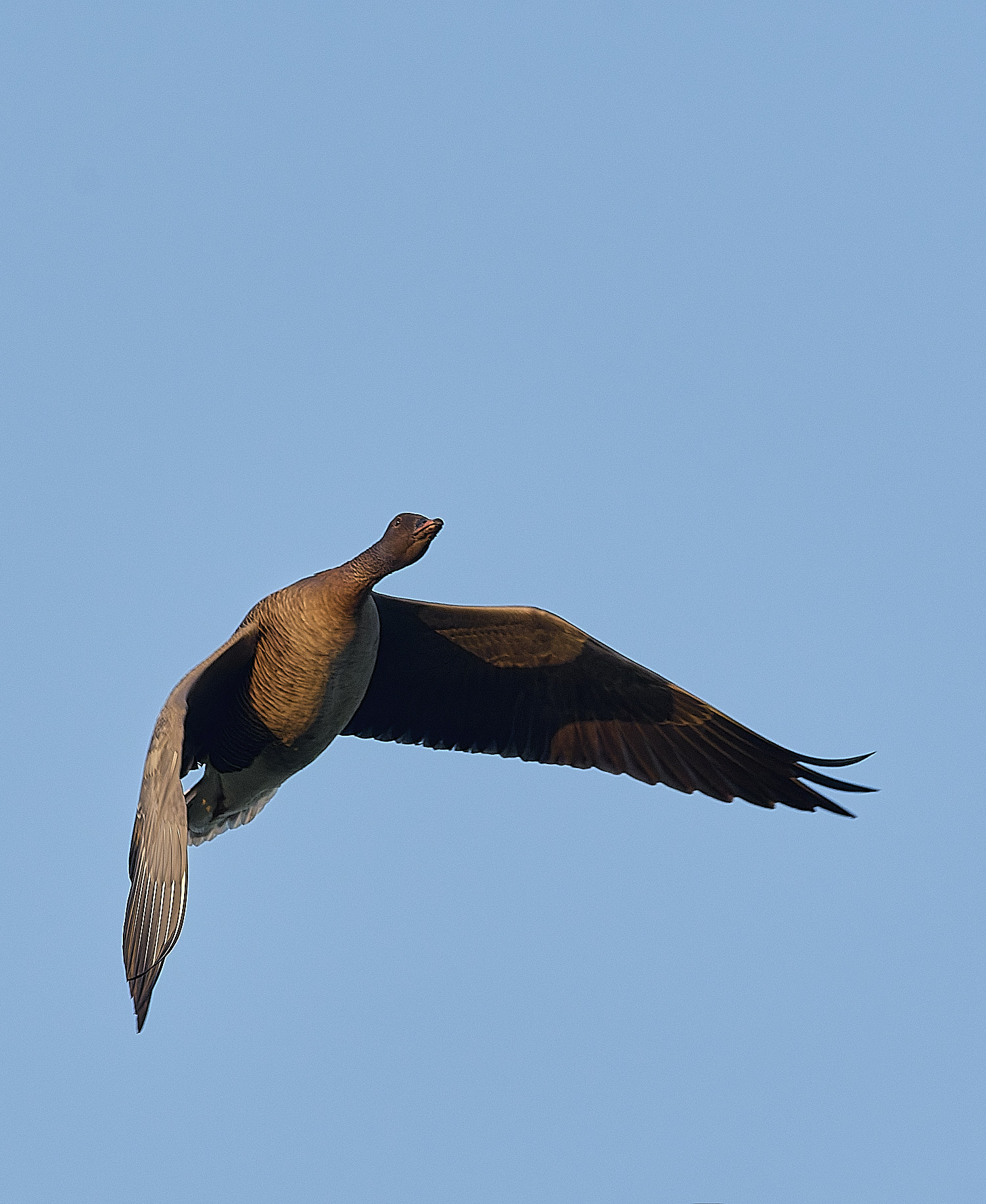 CleyPinkfeet191225-63