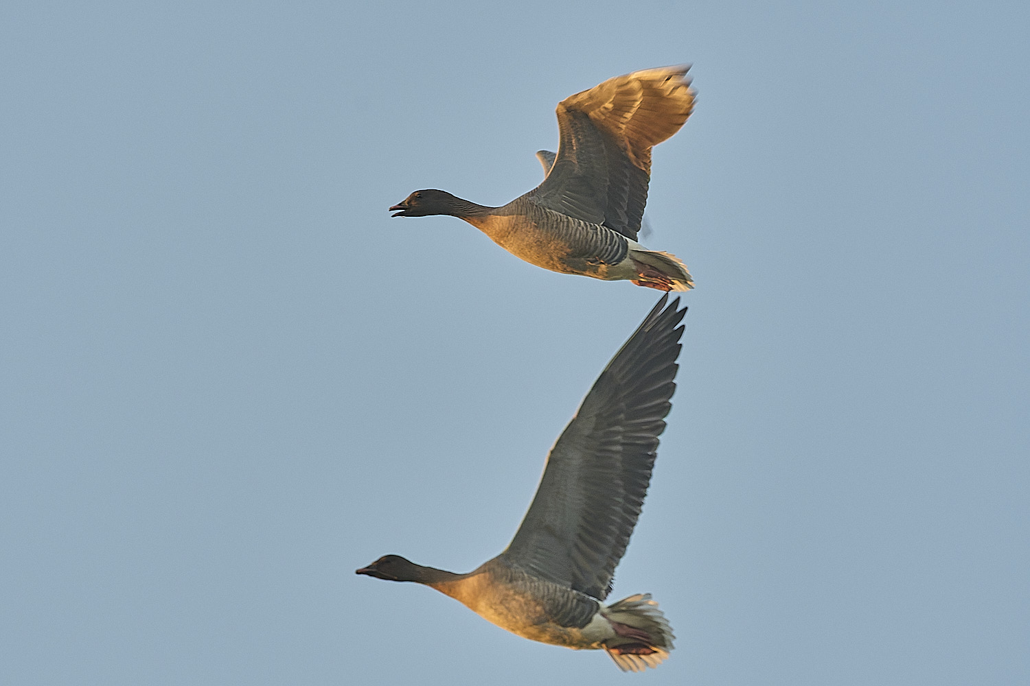 CleyPinkfeet191225-64