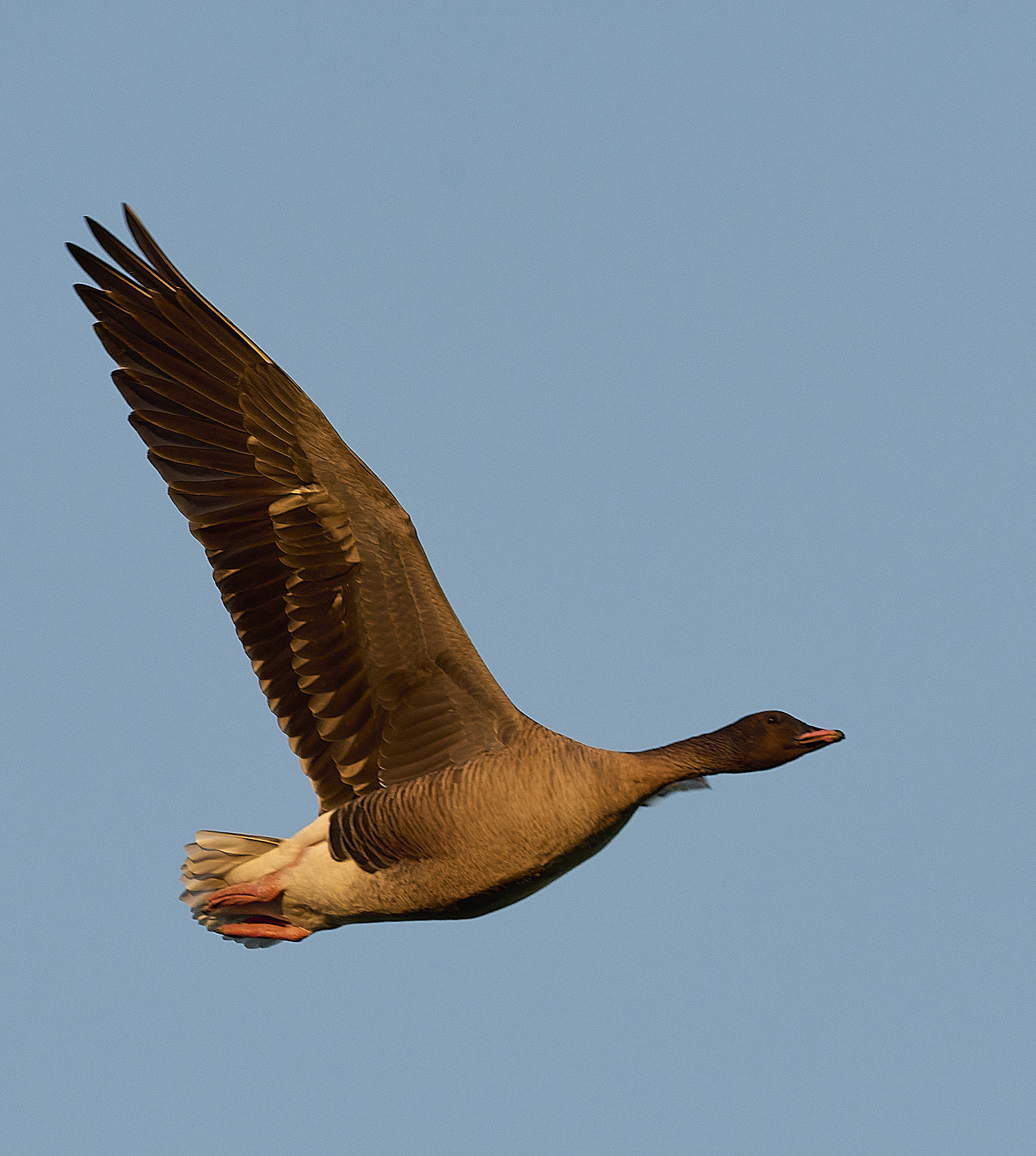 CleyPinkfeet191225-66