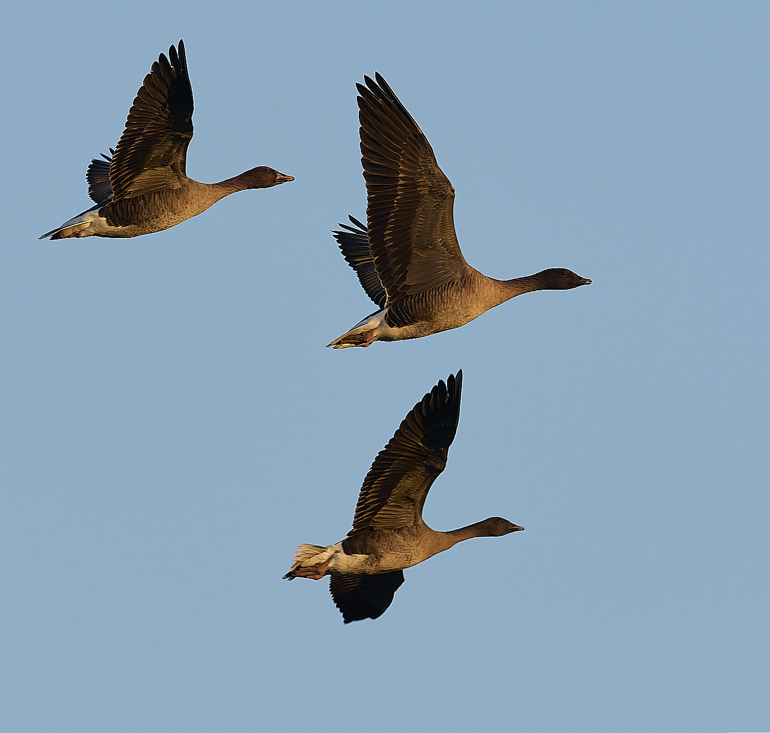 CleyPinkfeet191225-70