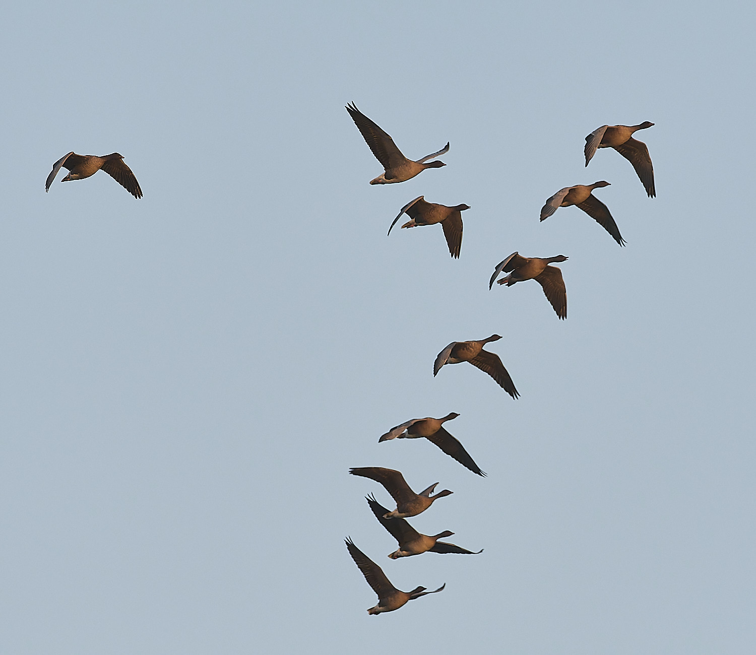 CleyPinkfeet191225-72