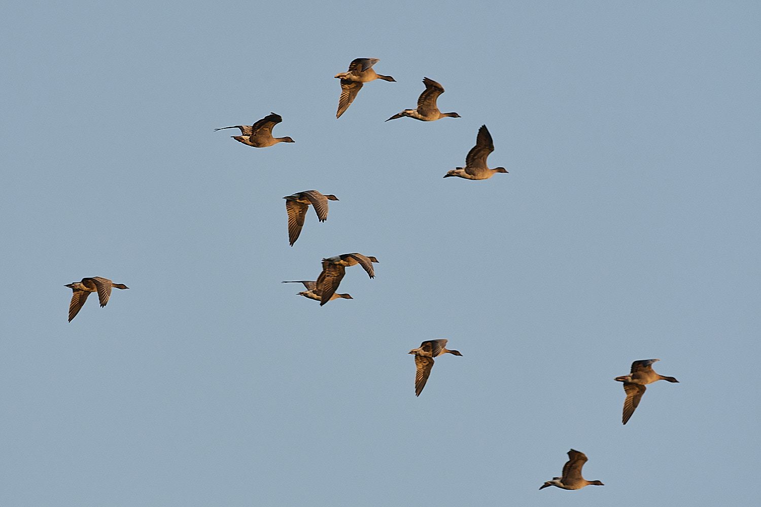 CleyPinkfeet191225-77