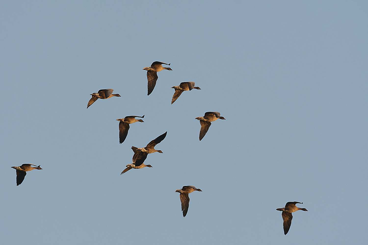 CleyPinkfeet191225-78