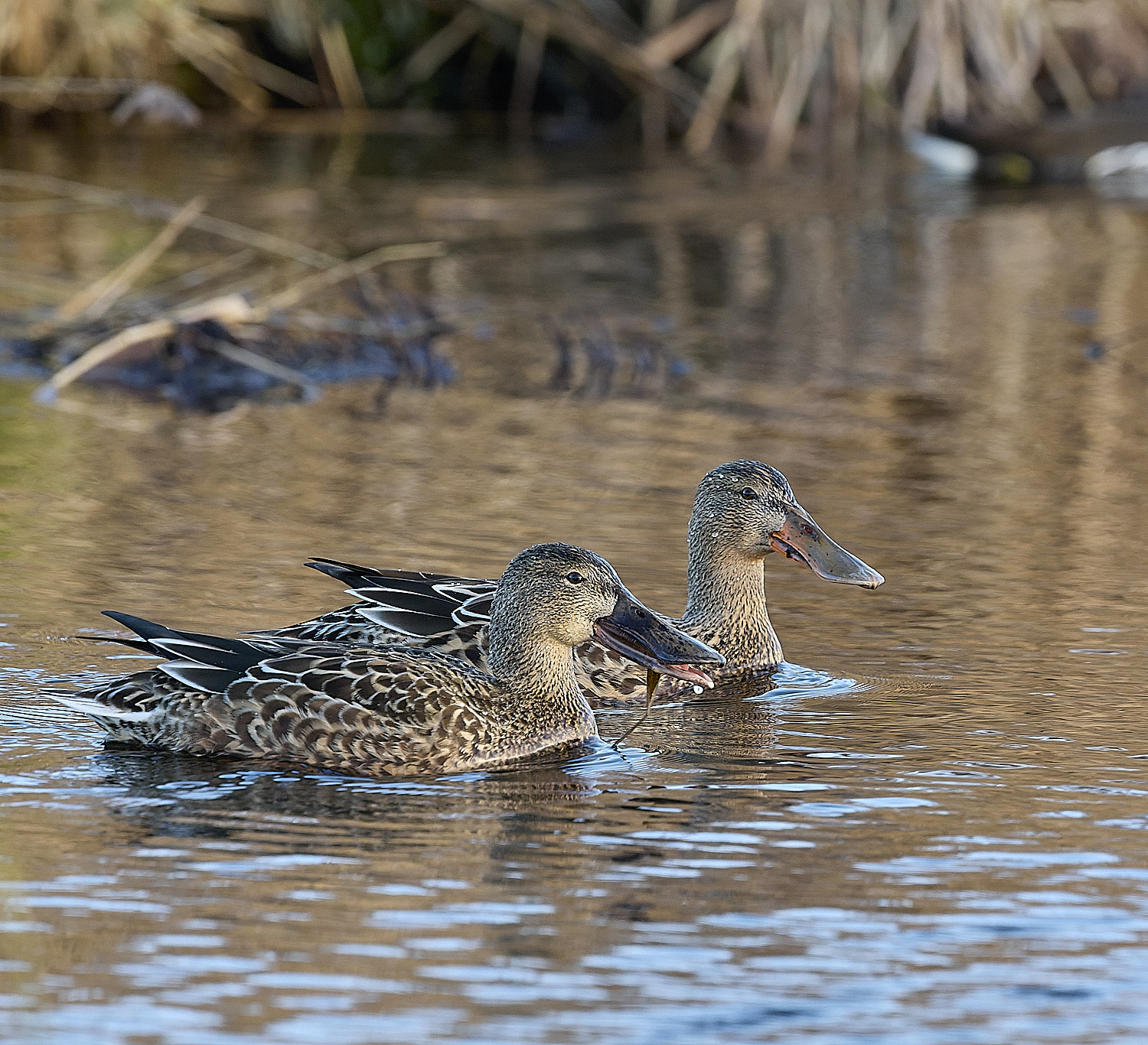 CleyShoveller201225-1