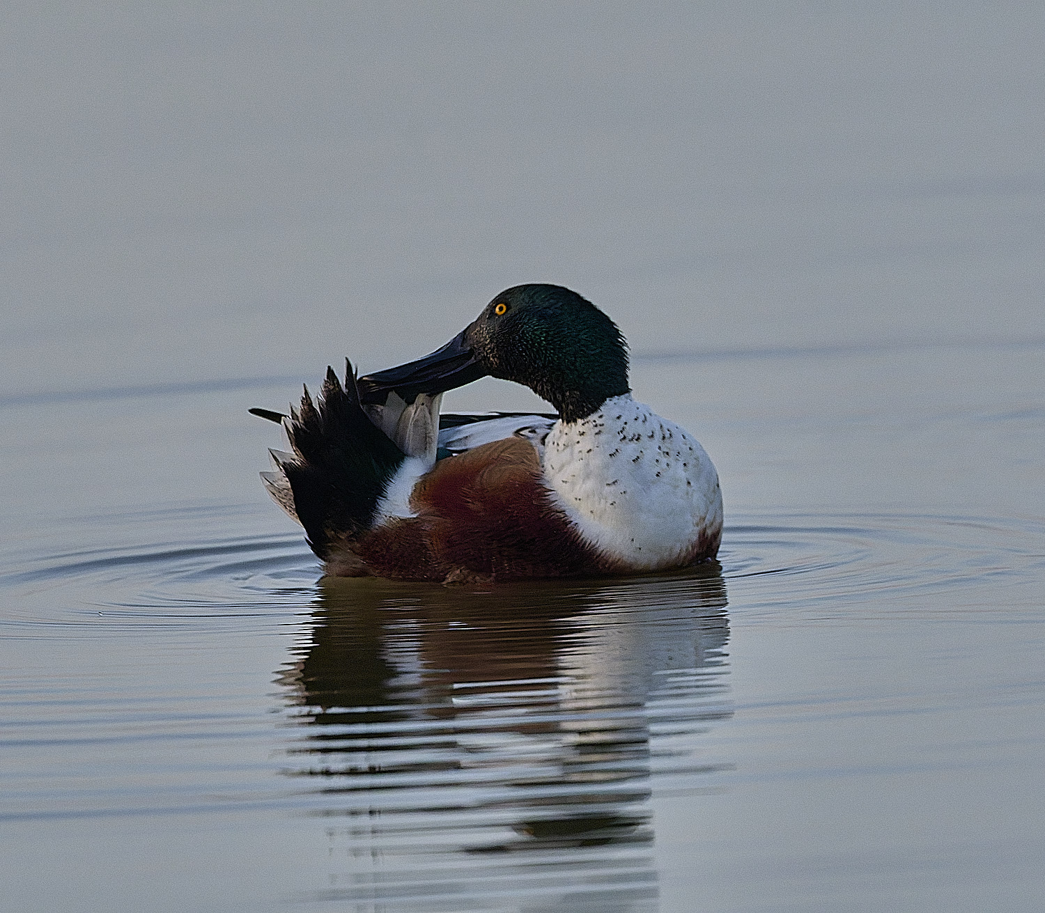 CleyShoveller201225-11