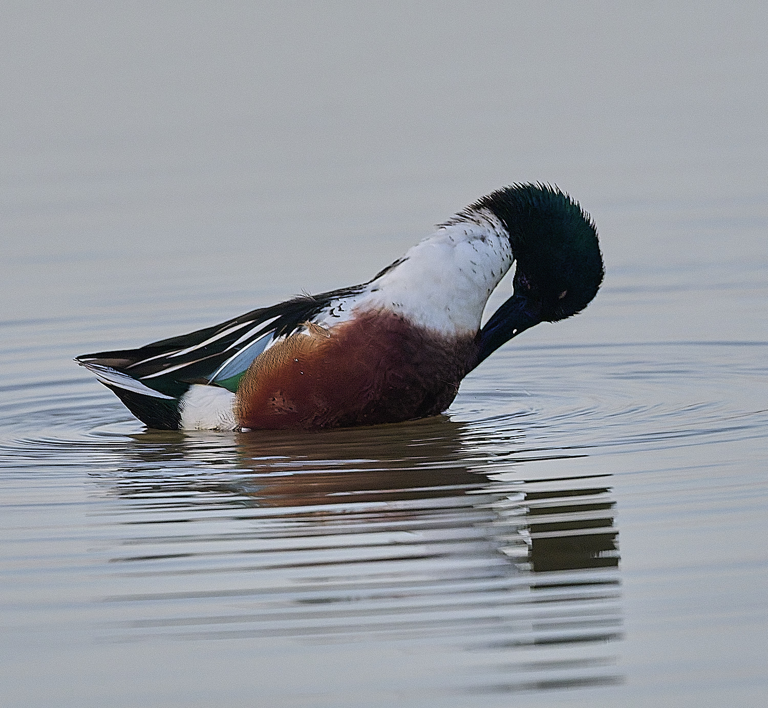 CleyShoveller201225-12