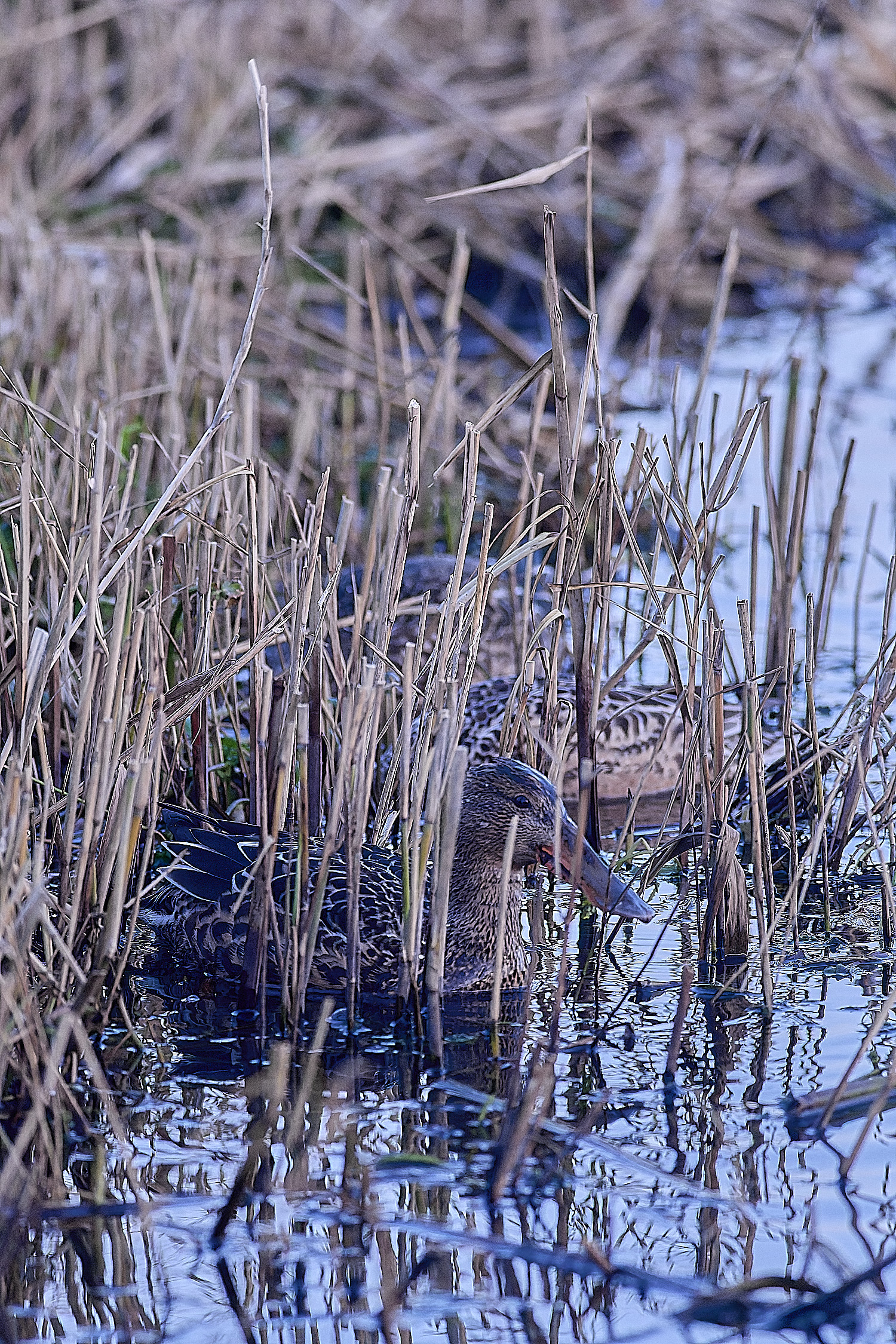 CleyShoveller201225-2