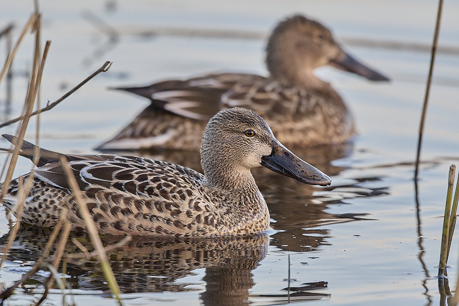 CleyShoveller201225-5