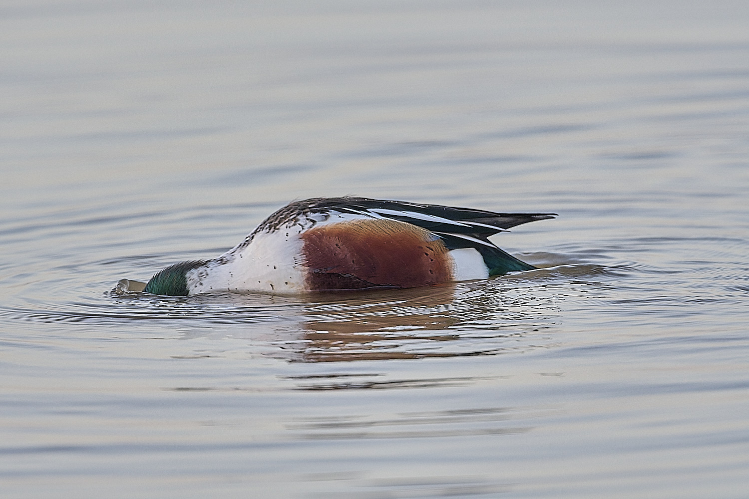 CleyShoveller201225-7