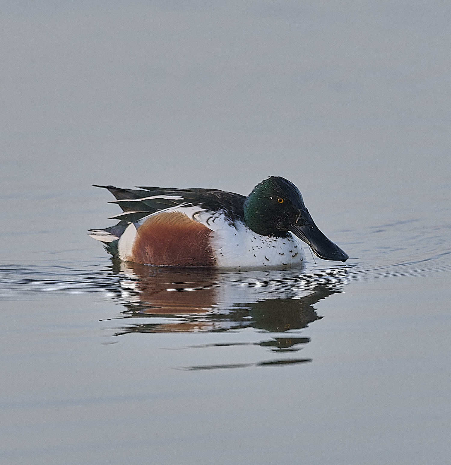 CleyShoveller201225-9