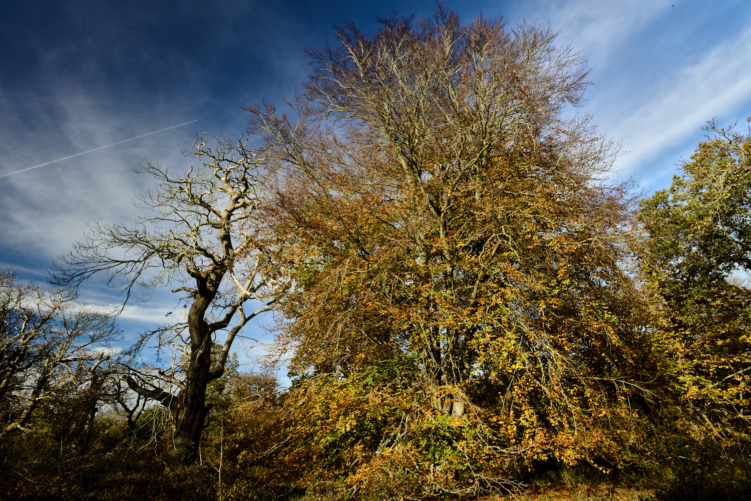 Felbrigg091125-2
