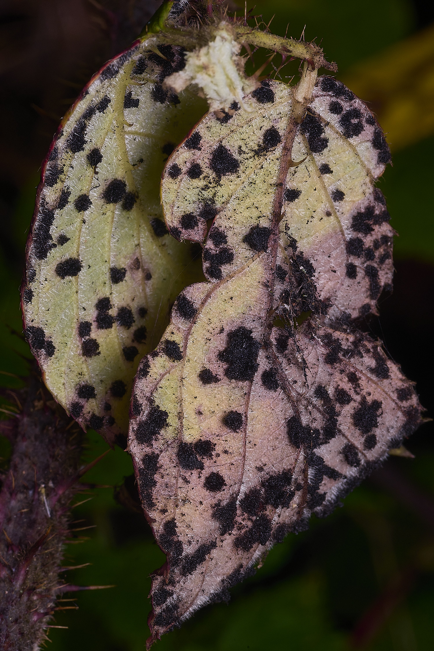 FelbriggBrambleRust2091125-1 1