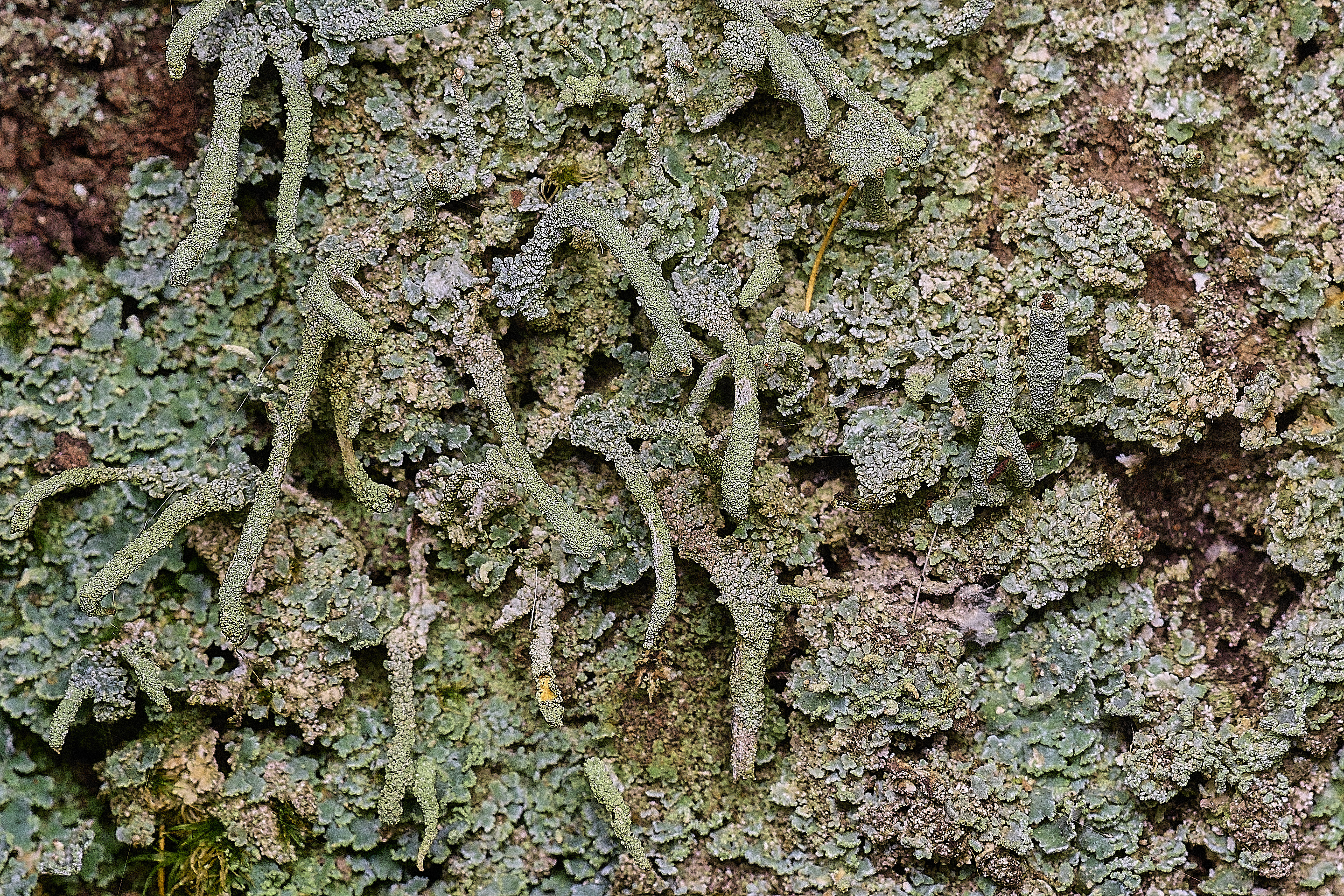 FelbriggCladonia091125-3