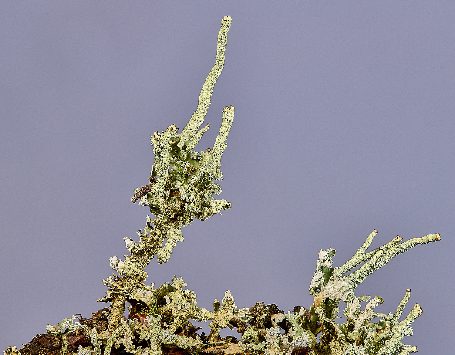 FelbriggCladonia3281225-3