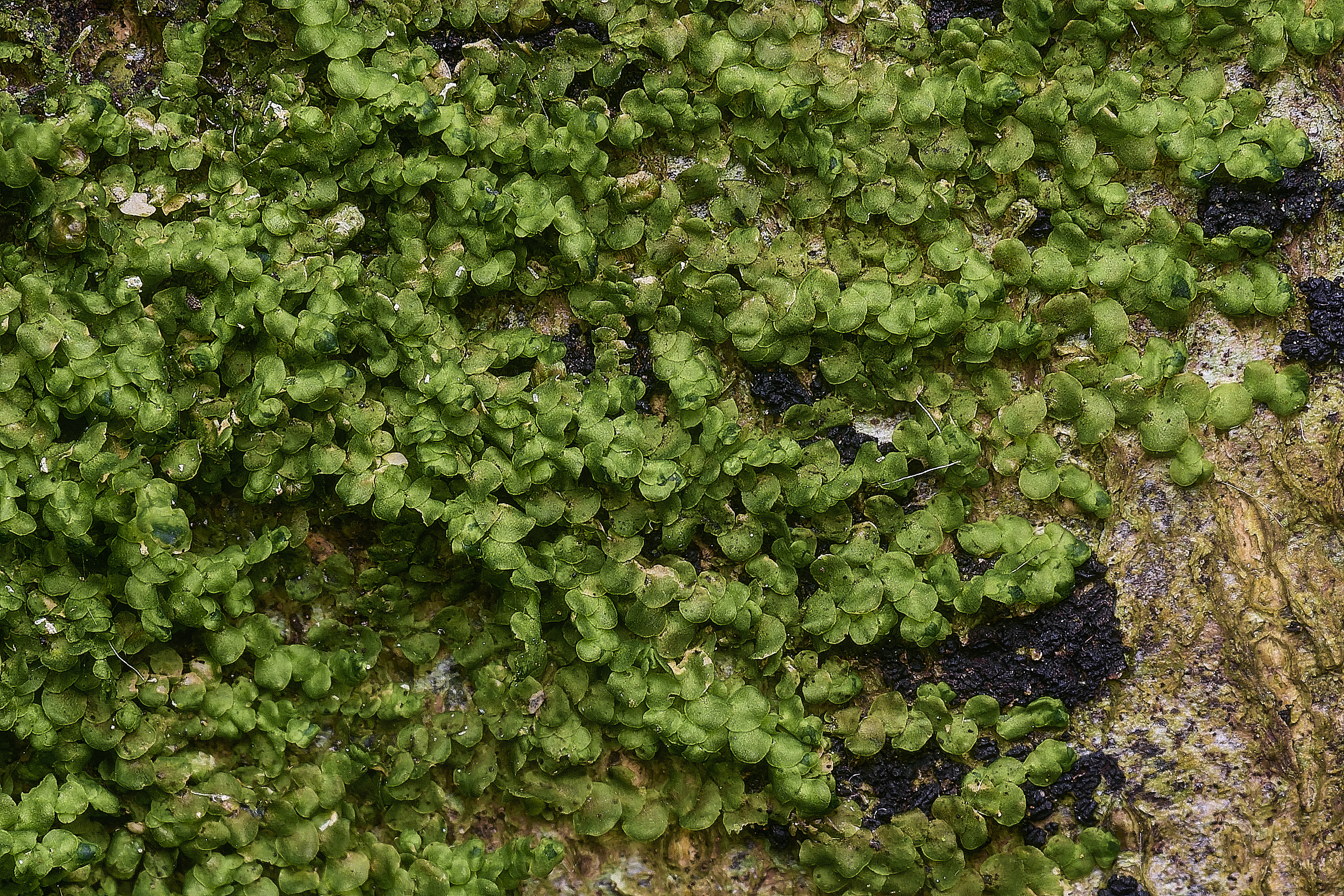 FelbriggFrullenia091125-2