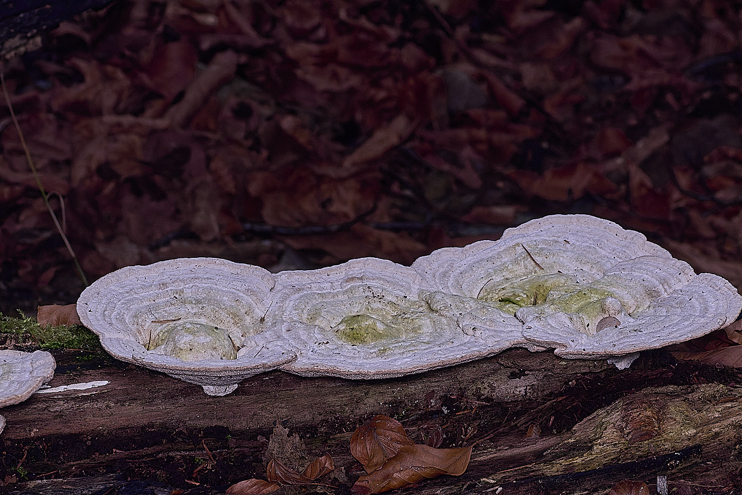 FelbriggFungus281225-2