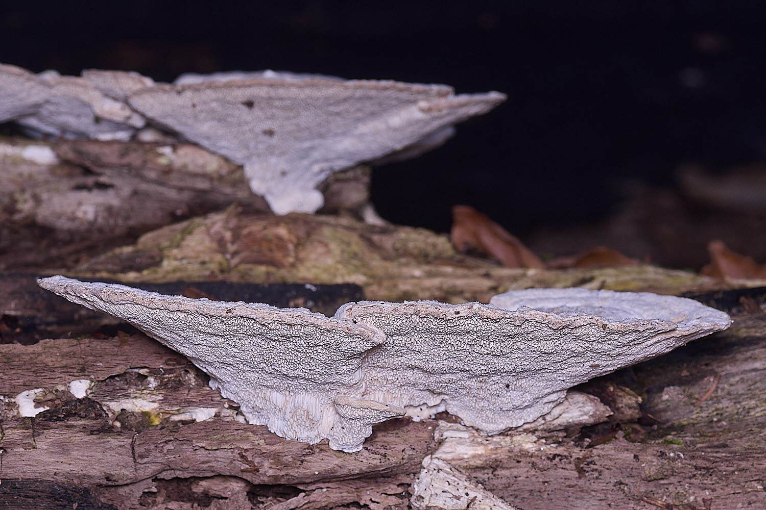 FelbriggFungus281225-3