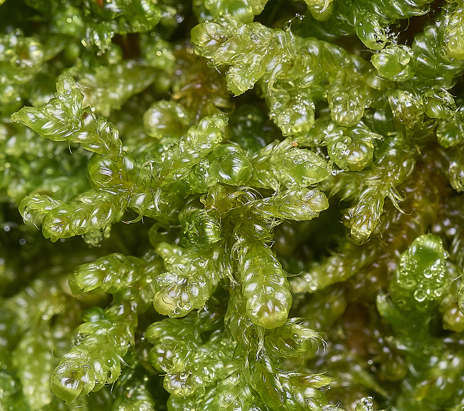 FelbriggHcupressiforme221225-1