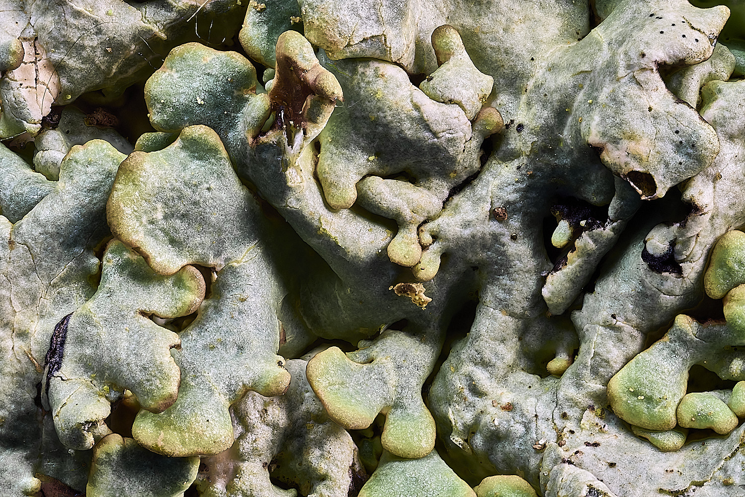 FelbriggHphyscodes231225-1