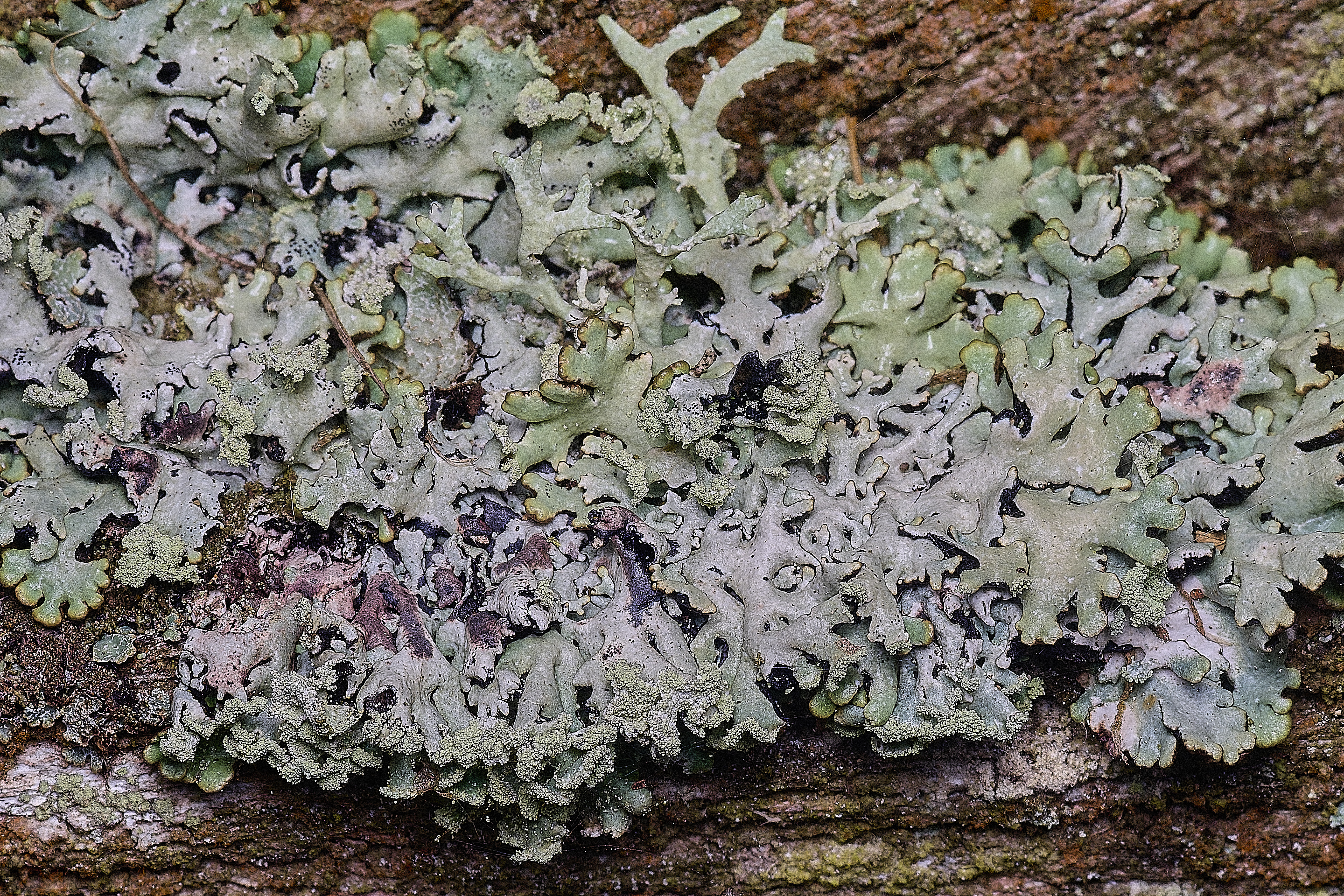 FelbriggLichen1091125-1