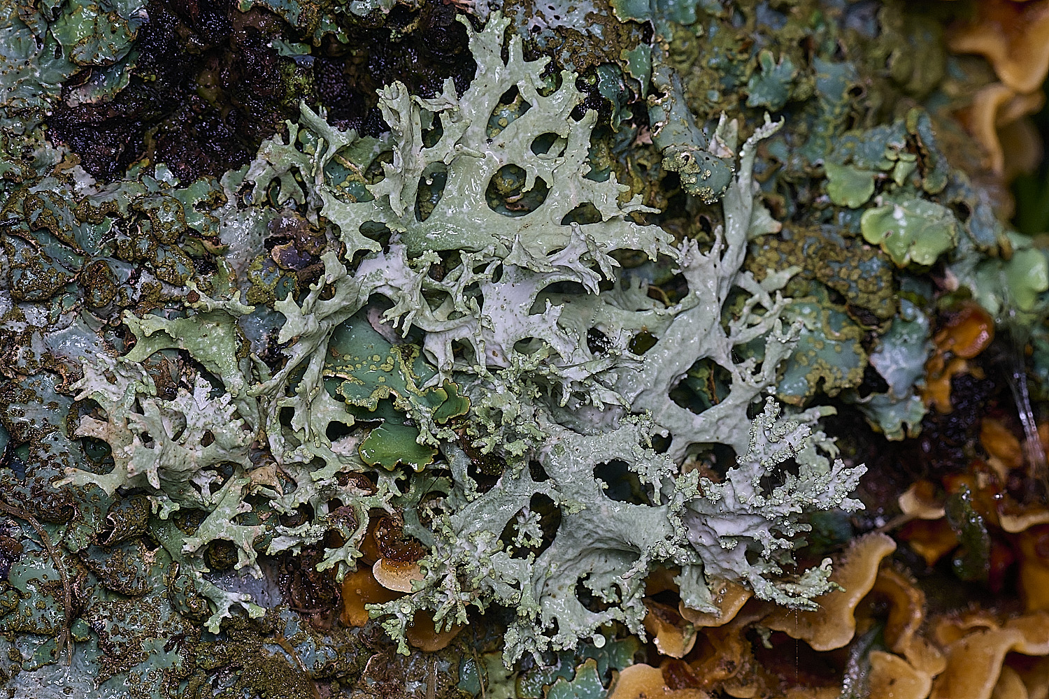 FelbriggLichen1221225-1
