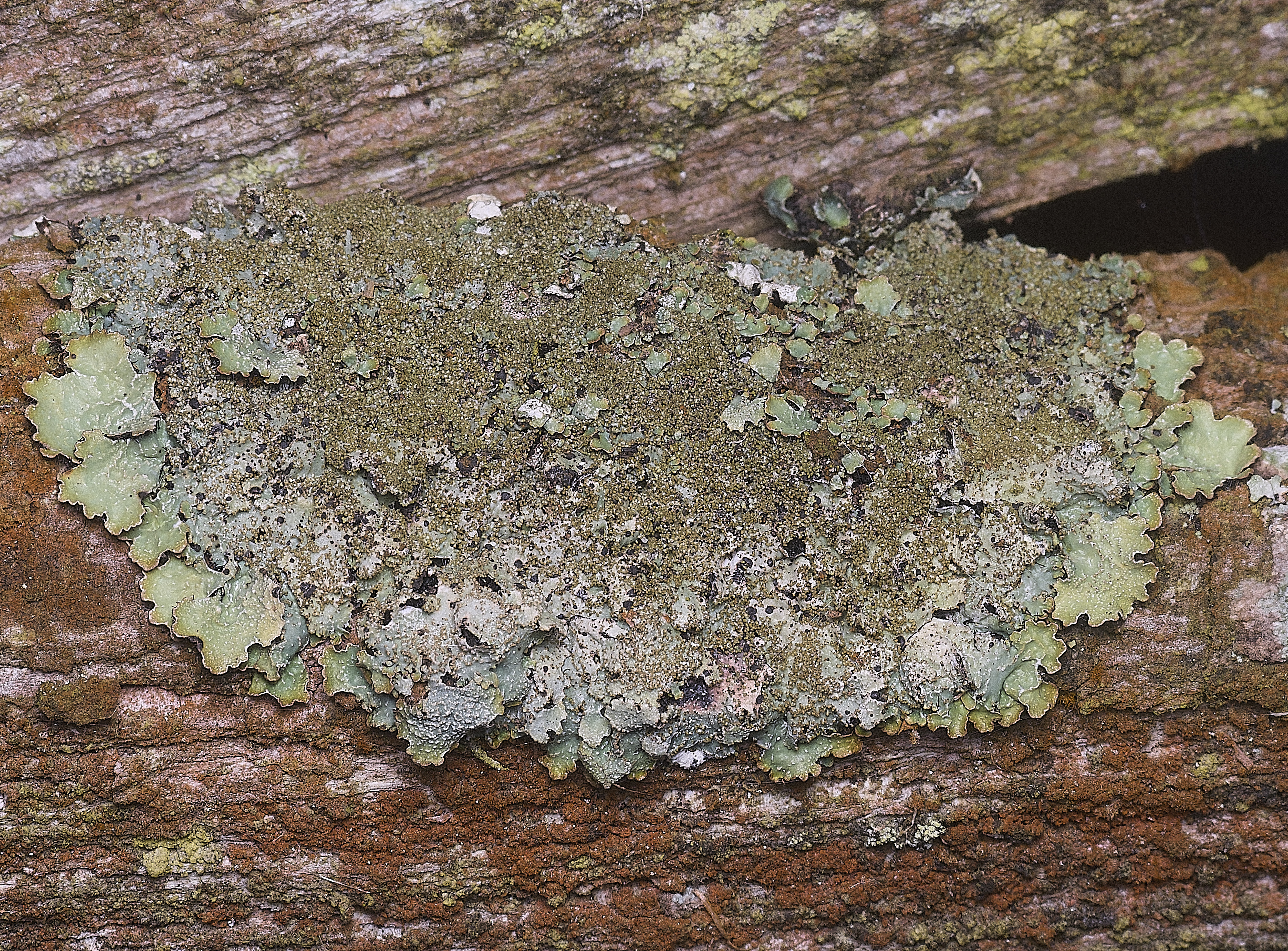 FelbriggLichen2091125-1