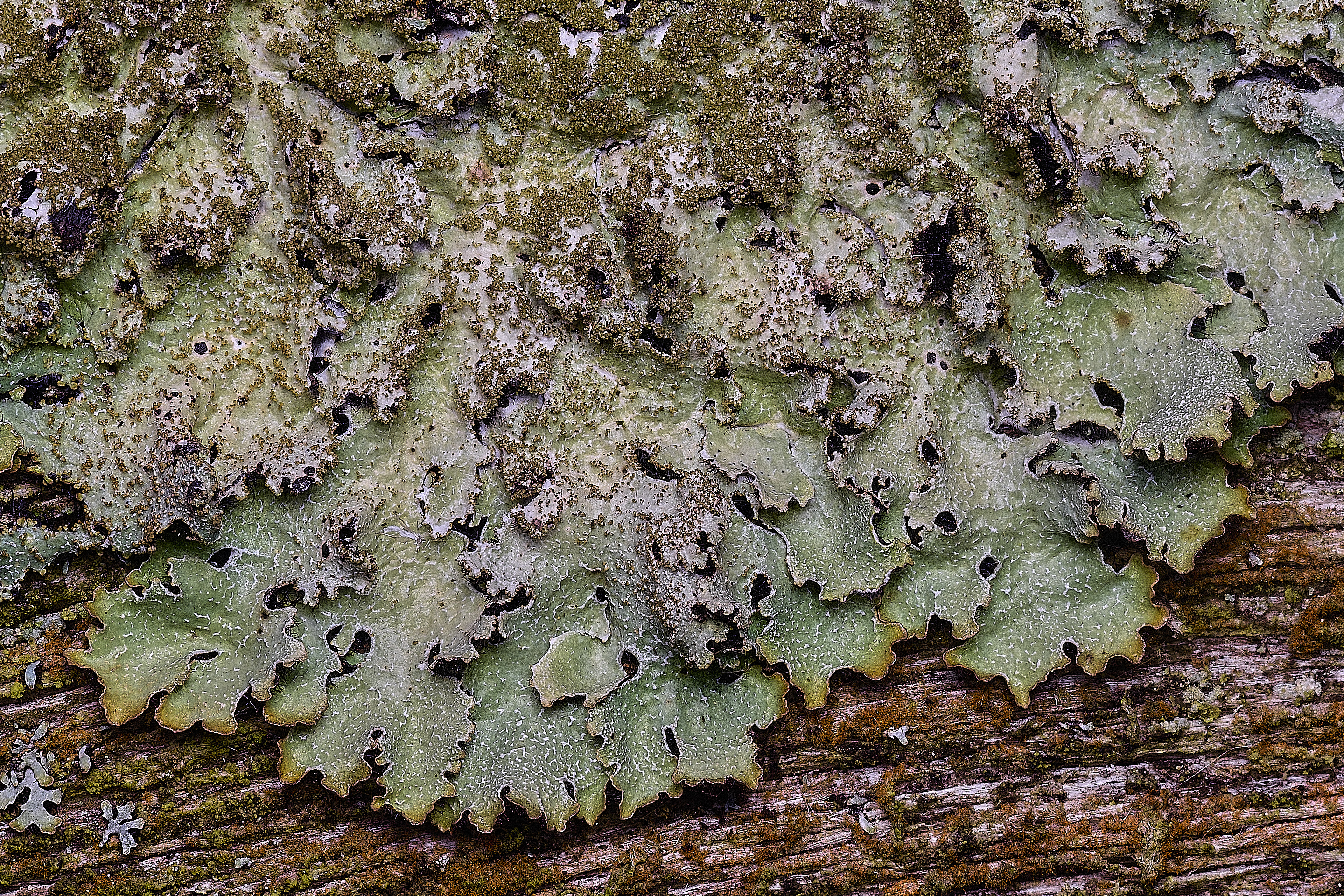 FelbriggLichen2091125-3