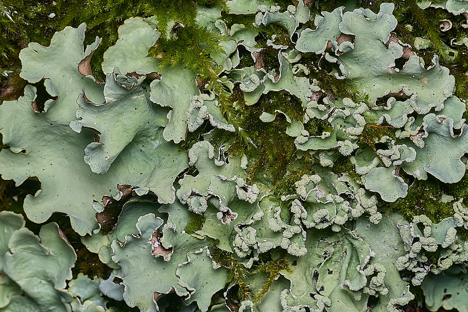 FelbriggLichen2221225-1