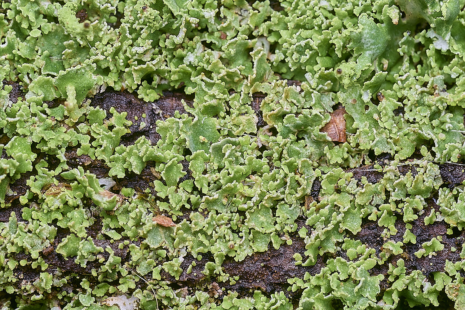 FelbriggLichen3221225-1
