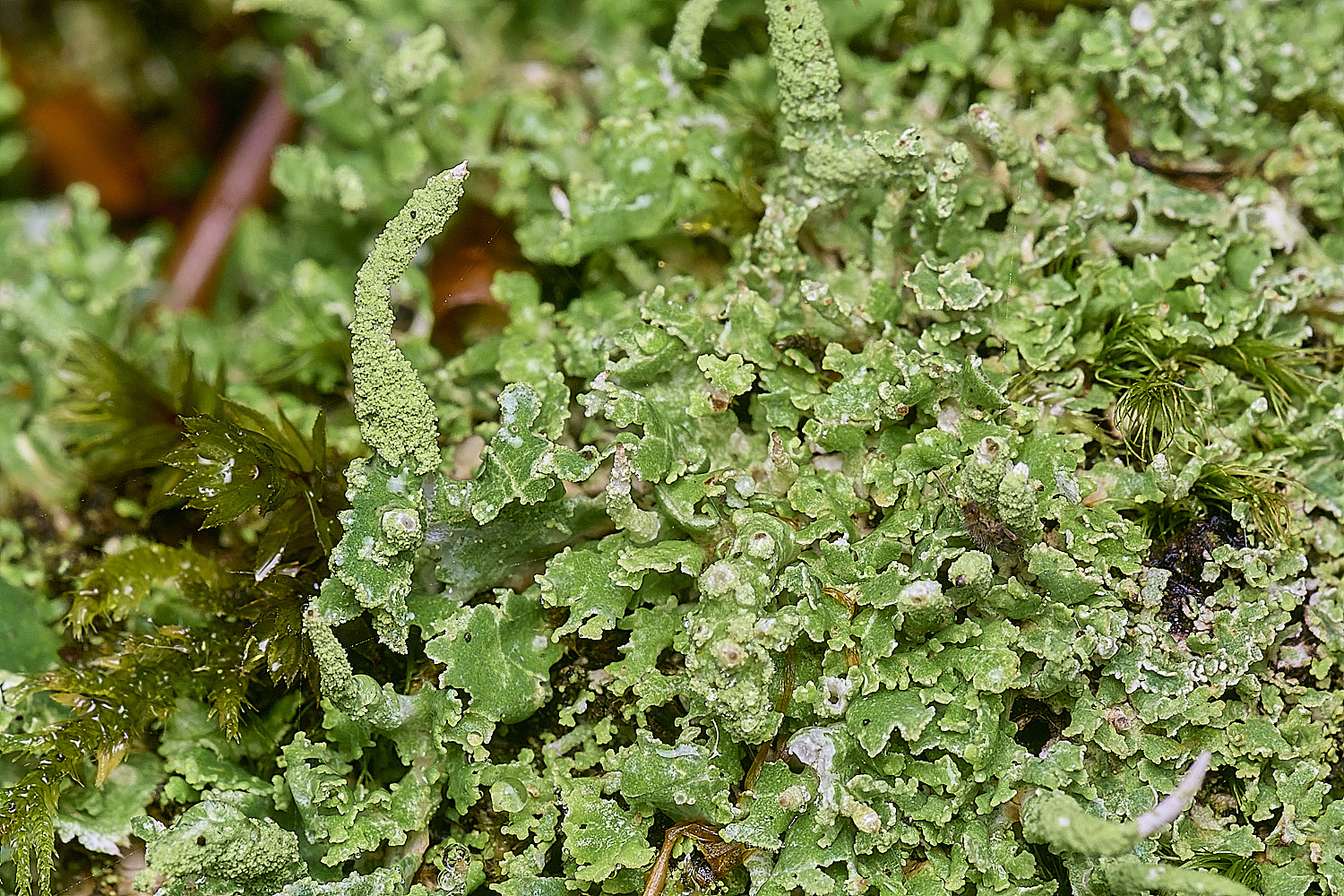 FelbriggLichen3221225-2