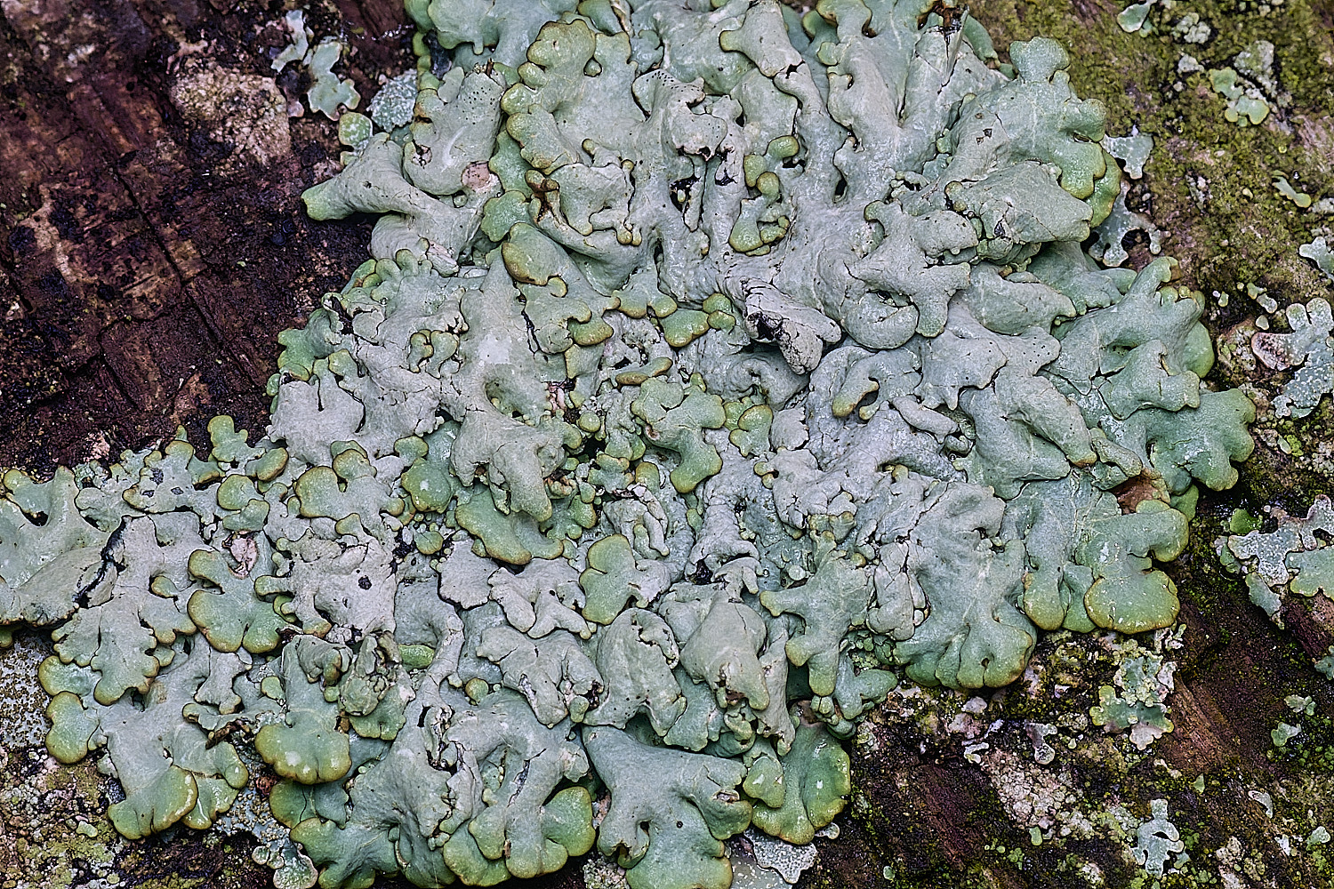 FelbriggLichen4221225-3