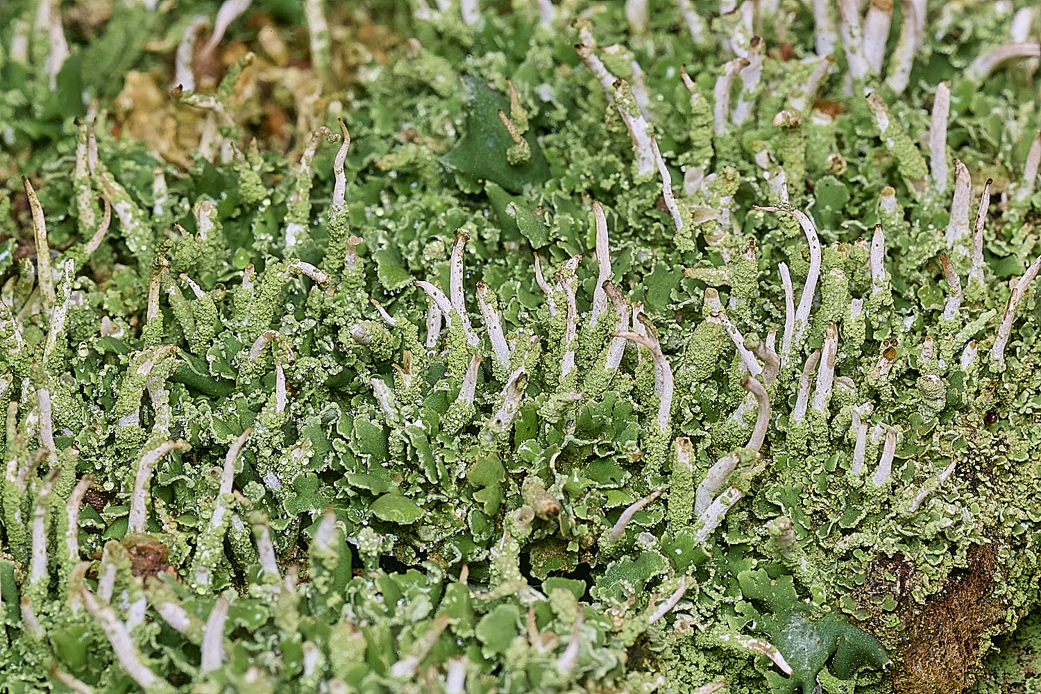 FelbriggLichen5221225-1