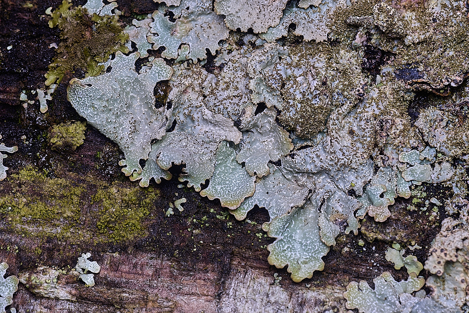 FelbriggLichen6221225-1