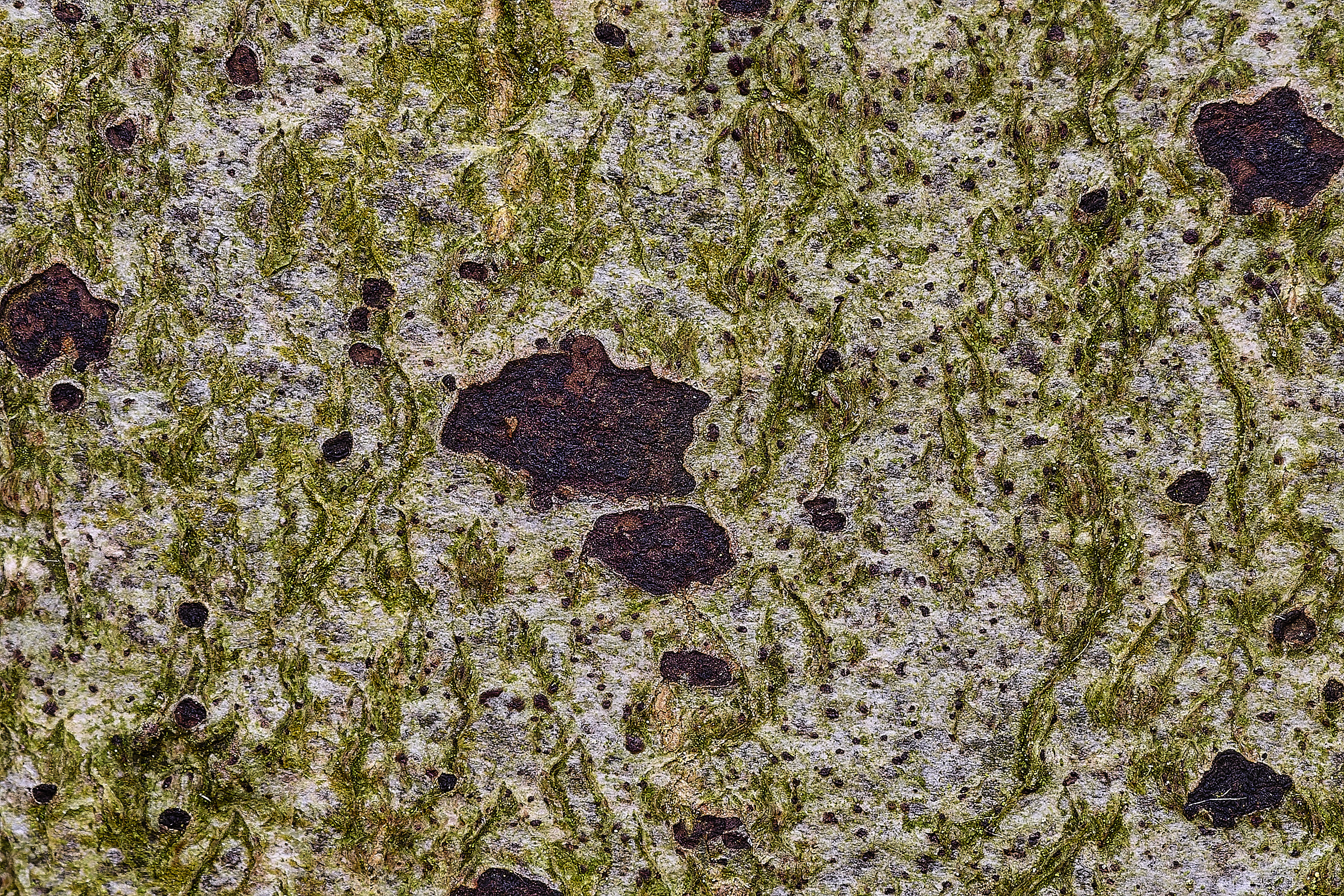 FelbriggLichenSp091125-1