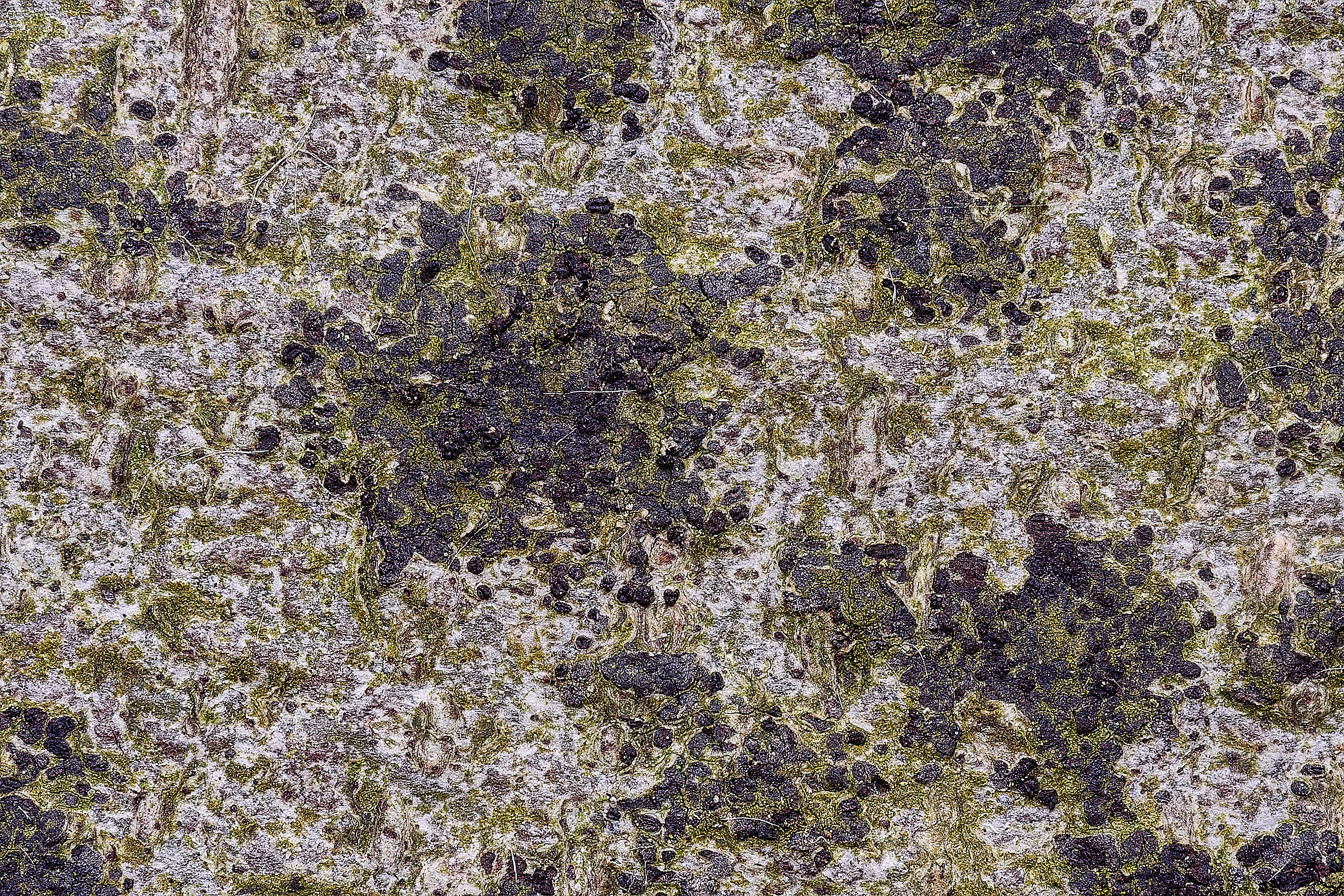 FelbriggLichenSp091125-2