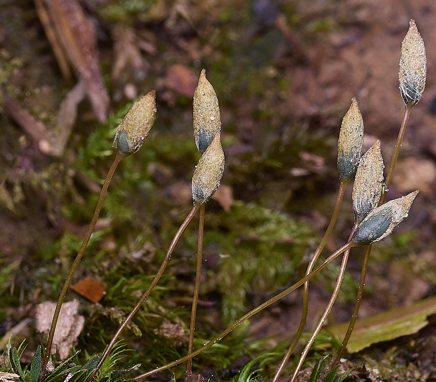 FelbriggPaloides281225-2